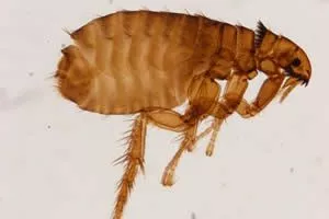 Flea Control - Image of flea