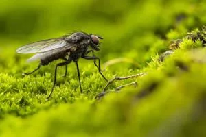 Fly Control - Image of fly insect