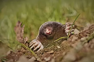 Mole Control - Image of mole
