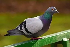 Pigeon Bird Control - Image of pigeon