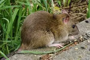 Rat Control - Image of rat